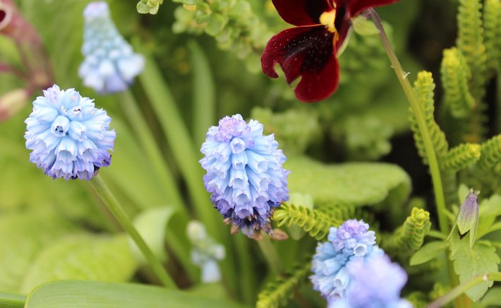 Choosing the Best Hyacinth Varieties for Indoor Forcing
