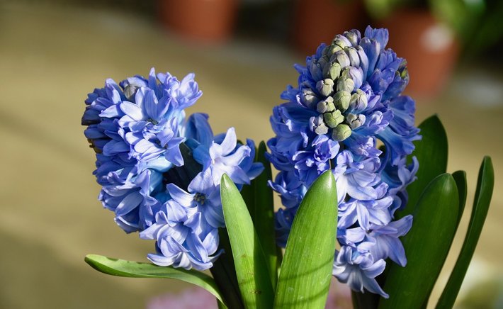 Common Hyacinth Problems and How to Solve Them
