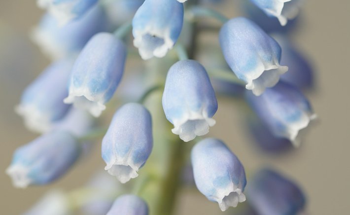 Companion Planting With Hyacinths in the Spring Garden