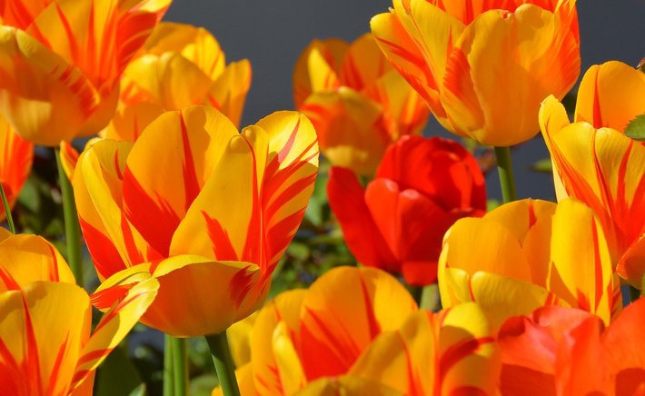 Designing With Hyacinths: Color Combinations for Spring Borders