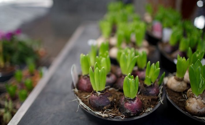Forcing Hyacinths Indoors: A Step-by-Step Guide to Winter Blooms