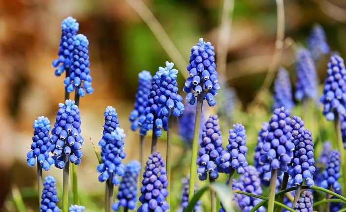 Growing Hyacinths in Containers: Pots, Soil, and Drainage