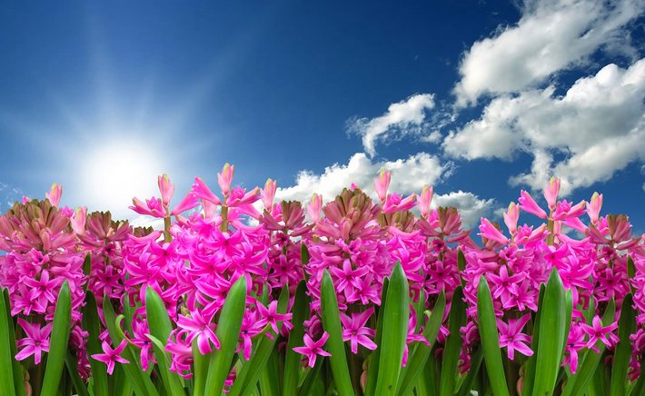 How to Grow Hyacinths in Water Without Soil