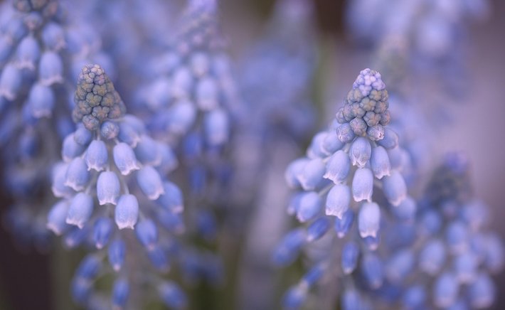 Hyacinth Care After Blooming: What to Do With Spent Bulbs