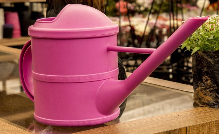 Watering Hyacinths: How to Avoid the Most Common Mistakes